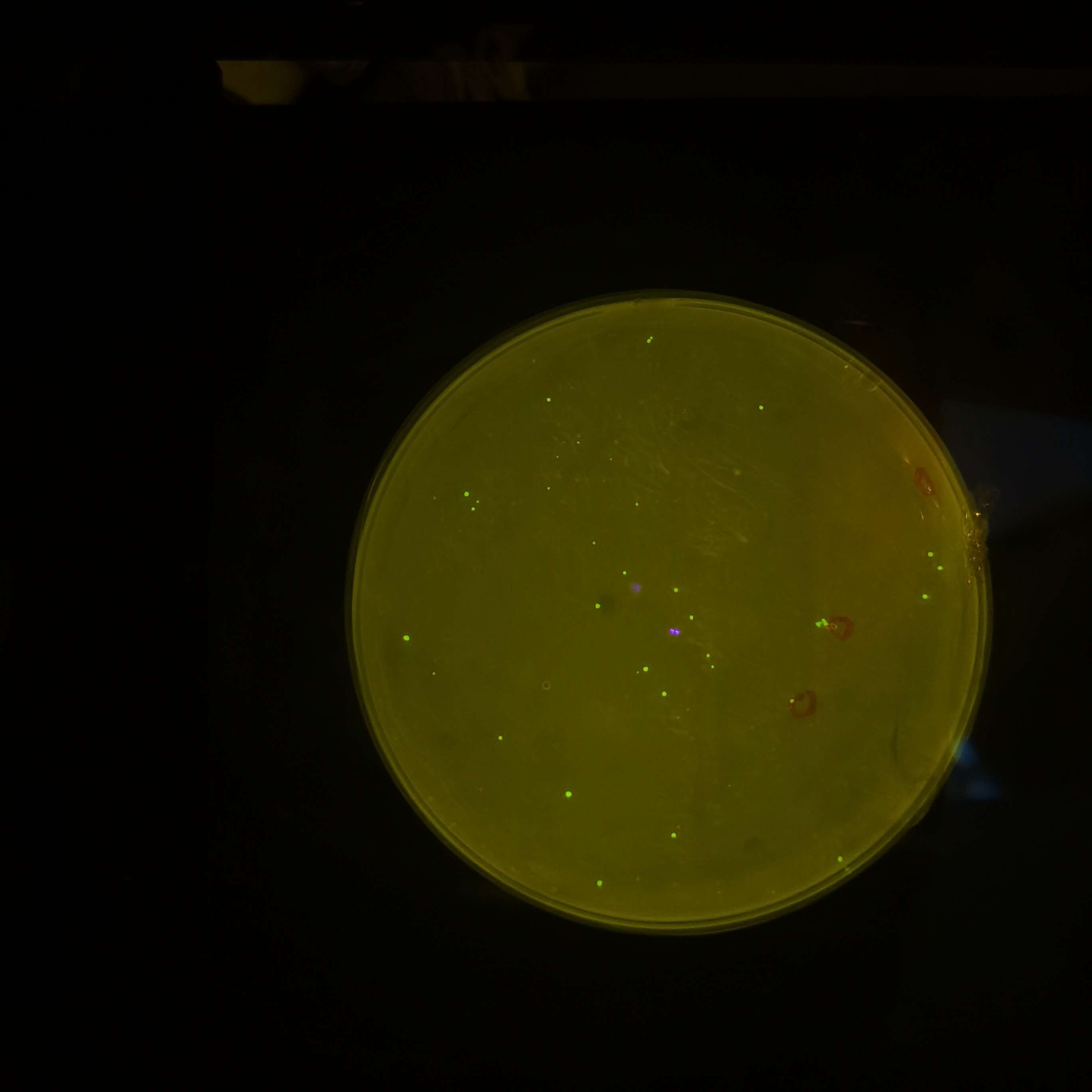 丰海生物 的想法: 龋齿病原菌-变异链球菌绿色荧光基因工程… - 知乎