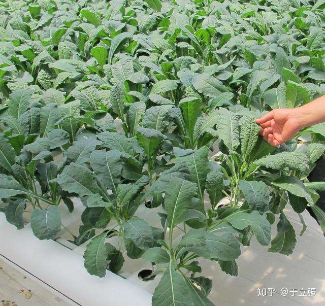 无土栽培的概念是什么 无土栽培的应用及弊端有哪些 知乎