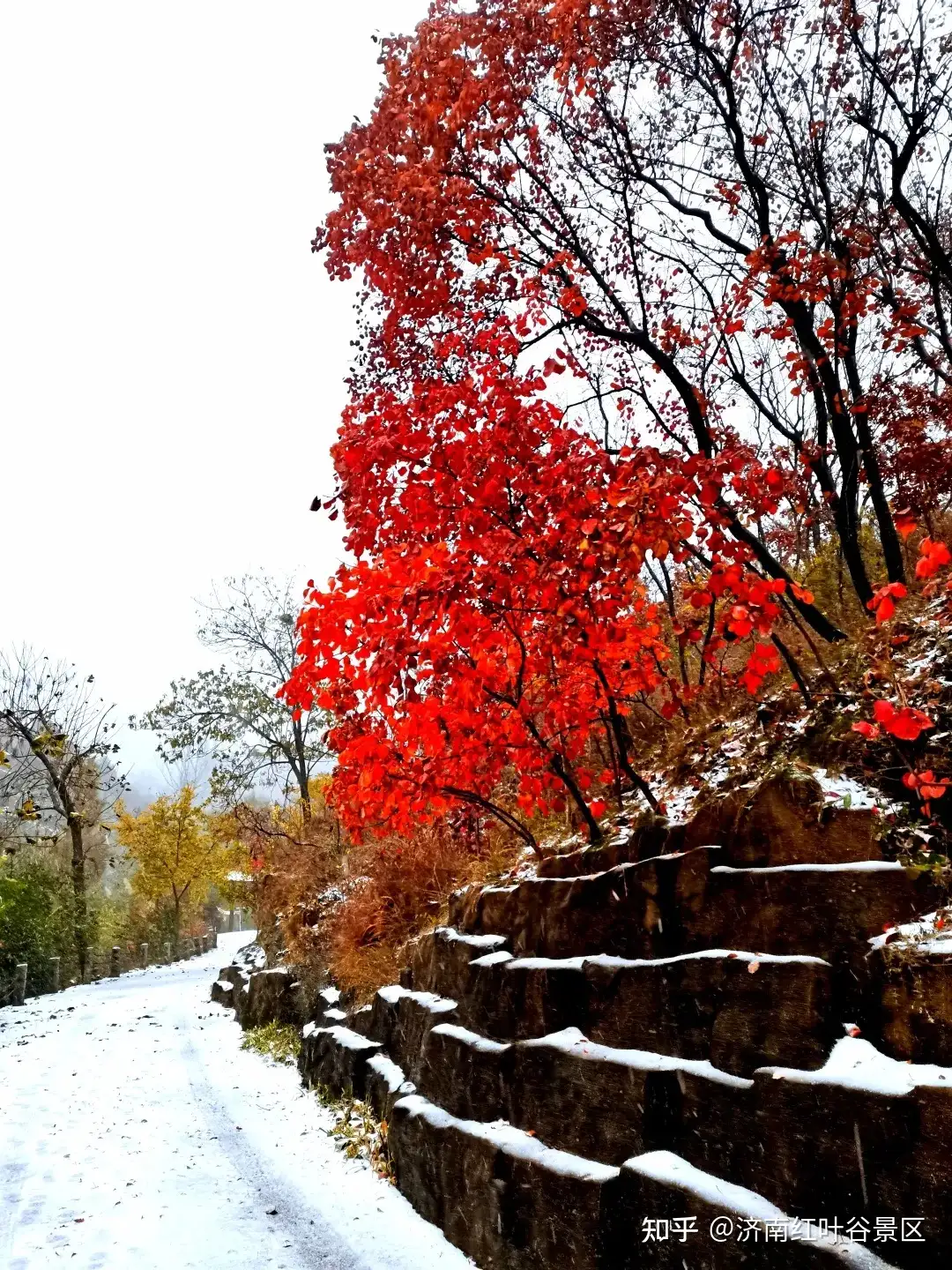 紅葉・突然の雪-