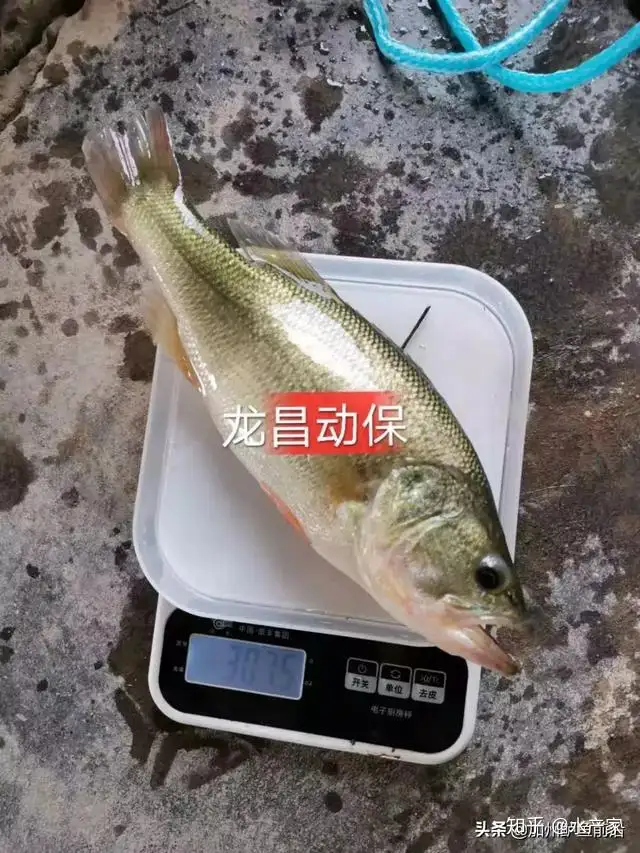 鲈鱼价格暴涨 但鲈鱼烂鳃鳃丝发白 肿胀 腐烂现象一度让养殖户苦不堪言 知乎