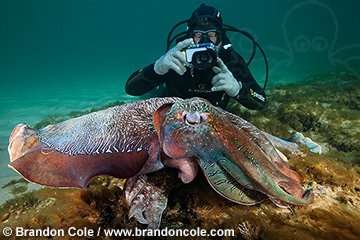 章鱼与乌贼哪个智商更高如果体型巨大哪个更危险