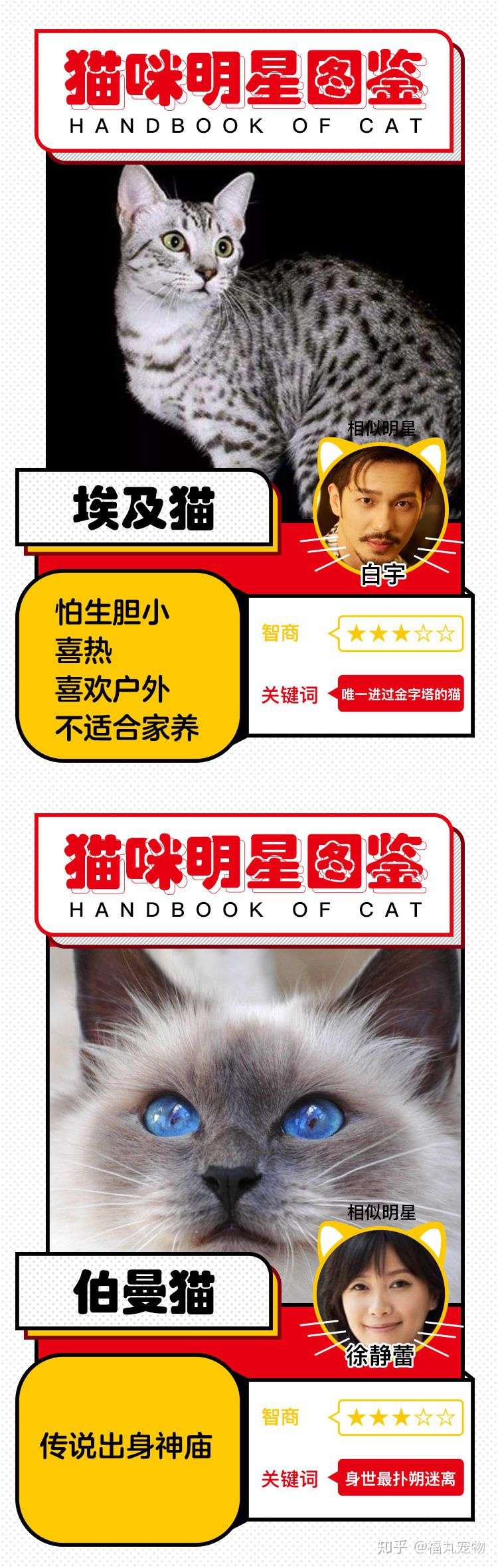 世界猫咪品种明星图鉴上期 快来看看他们都像谁呢 知乎