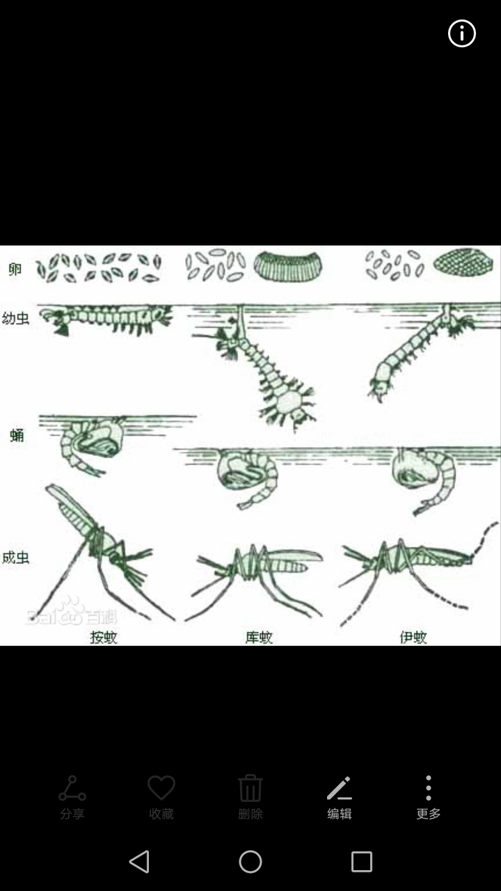 蚊子有几条腿正确答案图片