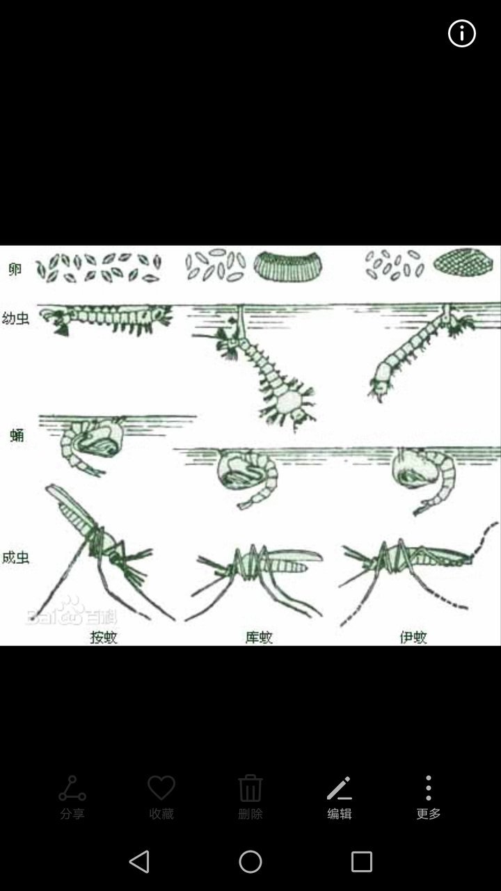 为什么蚊子有两条腿翘着?