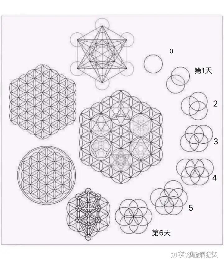 死亡之花和生命之花的区别(图40)