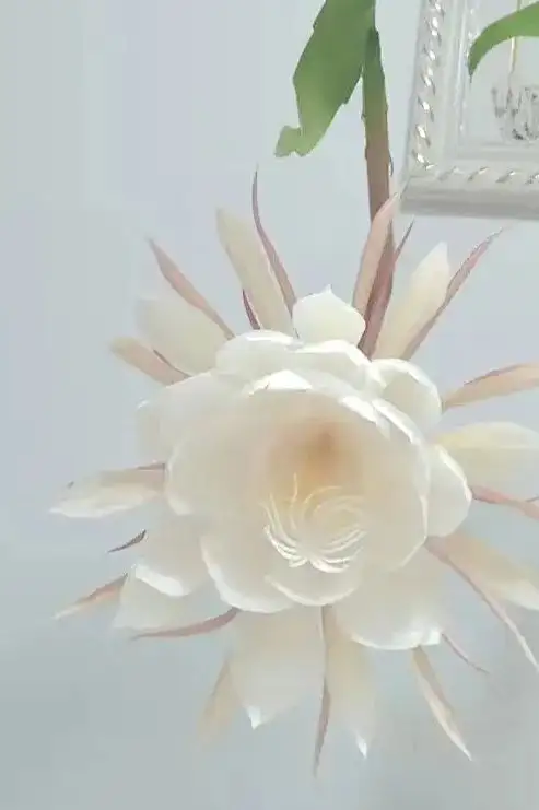 昙花 昙花一现 所愿皆如期 知乎