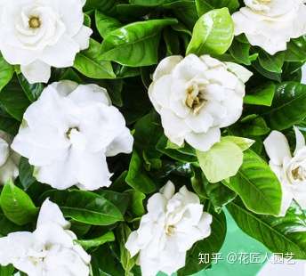 栀子花的花语大全及象征寓意是什么 知乎