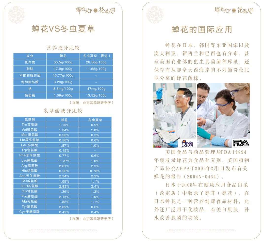 蝉花草 功效作用 知乎