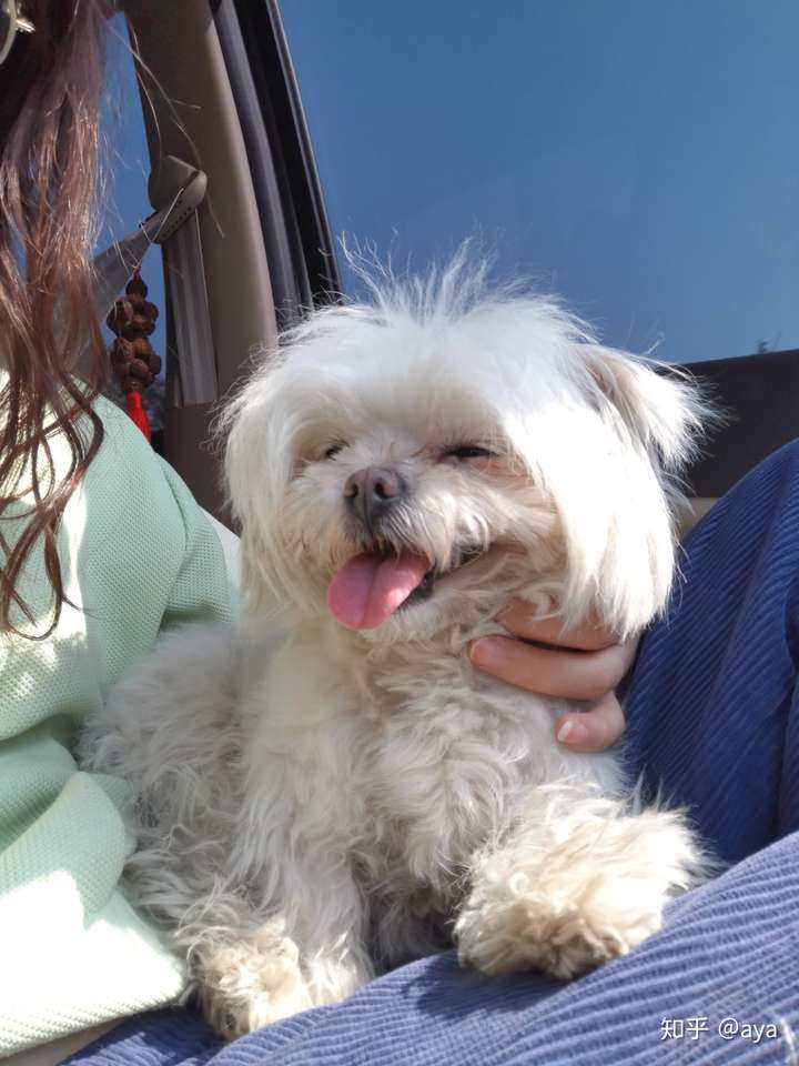 请大家看看我家宝宝是比熊跟博美串串吗?有人养过嘛?