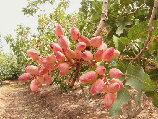 pistachio tree photo 