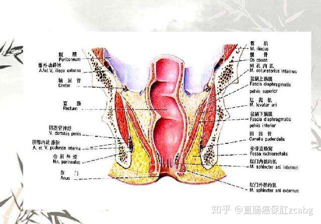 直肠癌能用冷冻治疗吗 直肠癌有什么特点 知乎