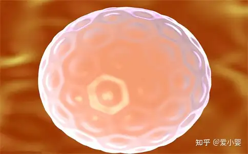 上海三代试管费用（三代试管一个周期是什么意思）