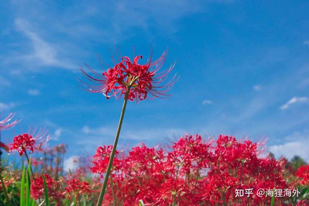 想去奈良的理由除了鹿和古寺 还有 知乎