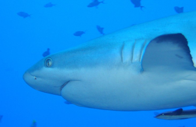 为什么鲨鱼也是鱼