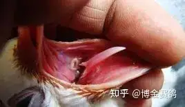 鸽子嗉囊炎该怎么防治?