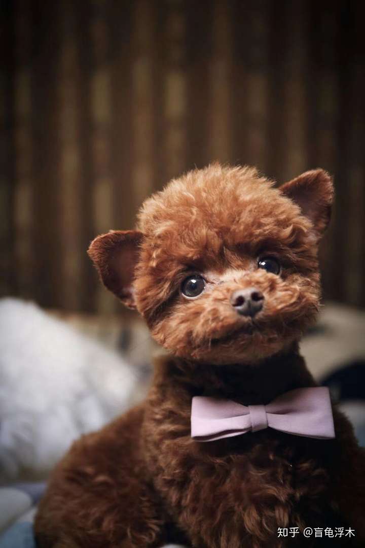 有养过飞耳贵宾的吗