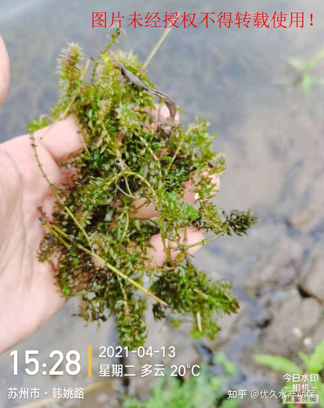 遇到水草问题怎么办 看看这位河蟹养殖户是如何解决的 知乎