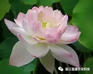 碗莲怎么种？只要割一刀，叶子爆盆开满花！(碗莲的种植方法及注意事项)