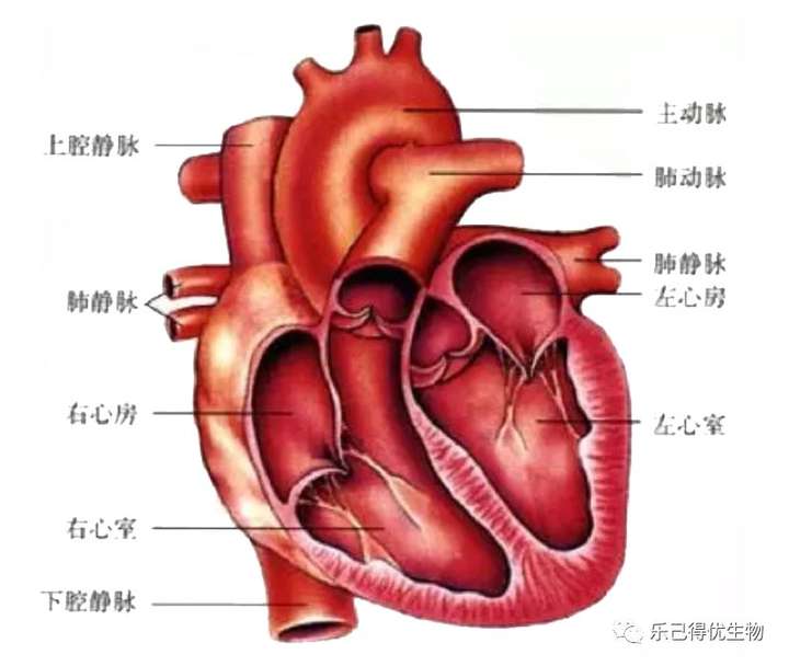 心脏分有哪几个壁图解图片