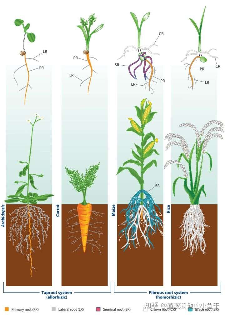 直根系植物图片及名称图片