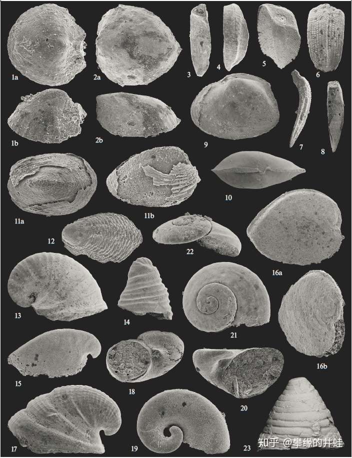地球演义 嘎啦簸箕翻身记 知乎