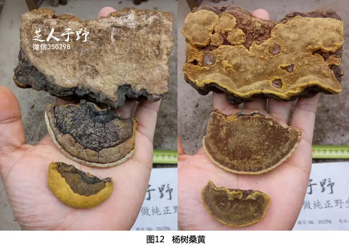 因为一些身体上的问题，需要一些野生桑树桑黄，一查发现有很多种桑黄，我应该怎么去分辨？（野生桑黄的作用?）