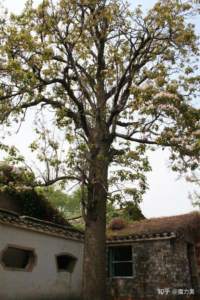 梓不是很多时候都当棺材讲嘛为何有那么多父母拿这个起名字