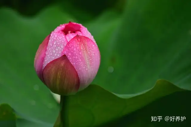 荷花的十大别称 你喜欢哪一个 知乎