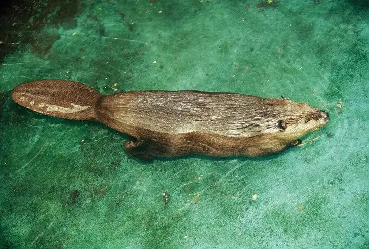 中国的国宝动物是熊猫 韩国竟是它 知乎