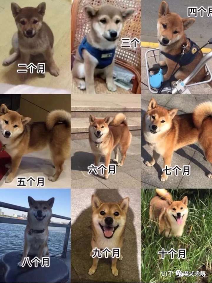 看看我的狗子是柴犬还是串串?
