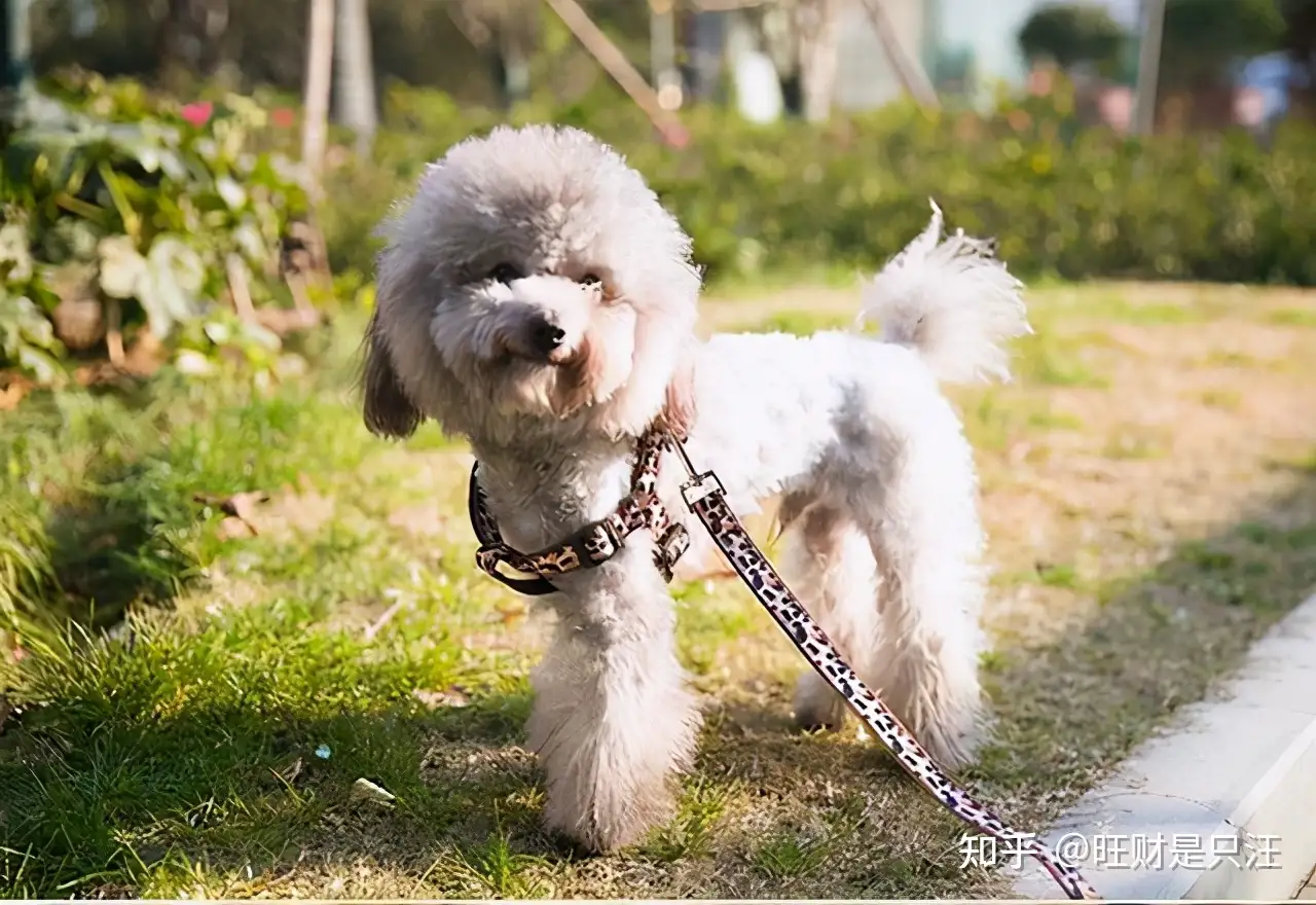 泰迪的寿命有多长 这些 细节 延长生命 知乎