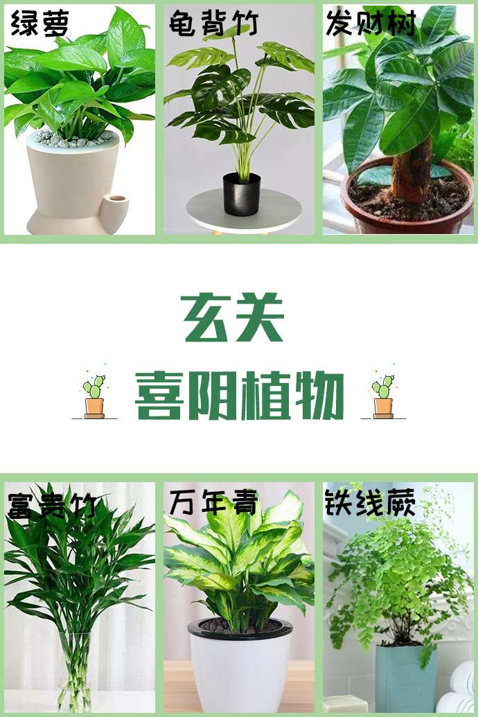 家居绿植照着这篇买 超省心 知乎