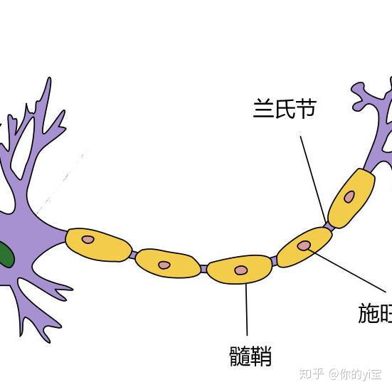髓鞘位置图图片