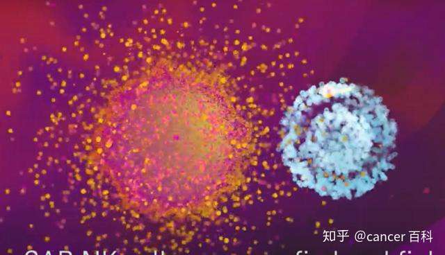 赶超car T 新型nk免疫细胞治疗在实体肿瘤中大放异彩 知乎