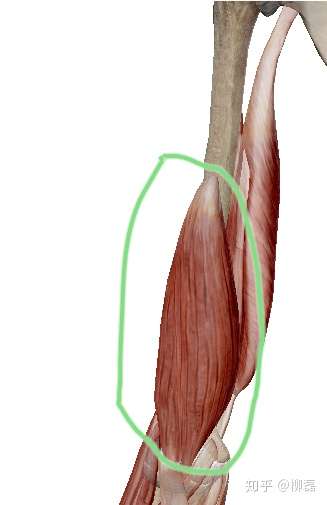 可以发一个圈了肱肌位置的图吗