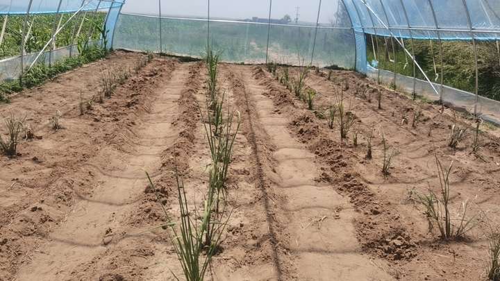 伊利金典捐建100平有机甘蔗大棚，兼顾助农与草原保护