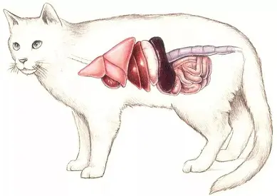 猫肠道解剖图图片