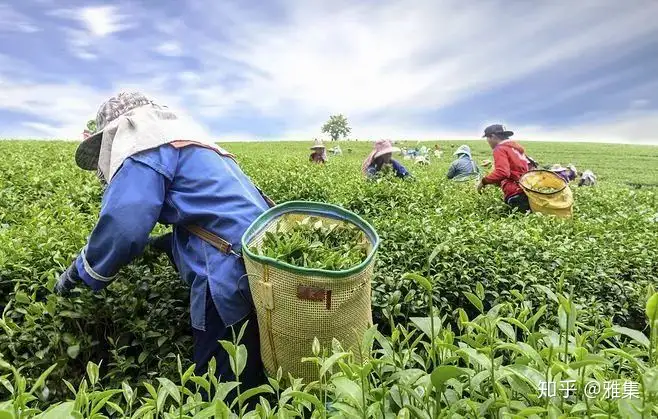 台式茶与台湾茶的区别 知乎