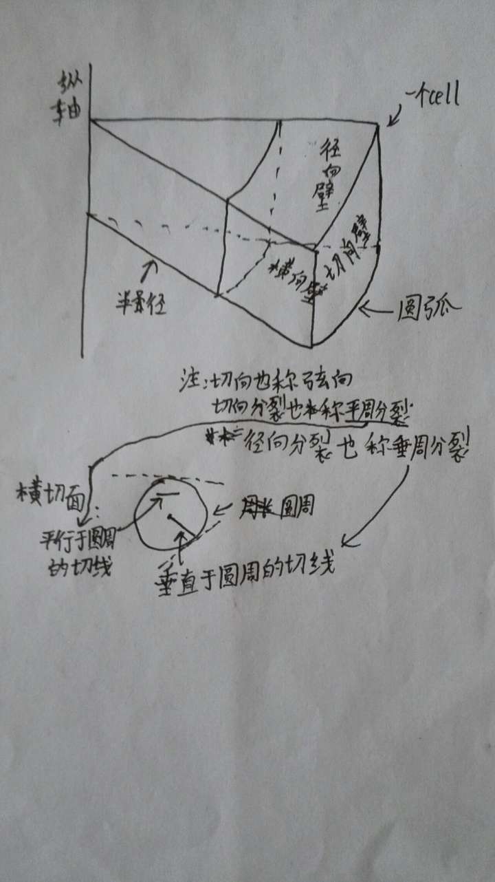 怎样区分径向分裂切向分裂横向分裂