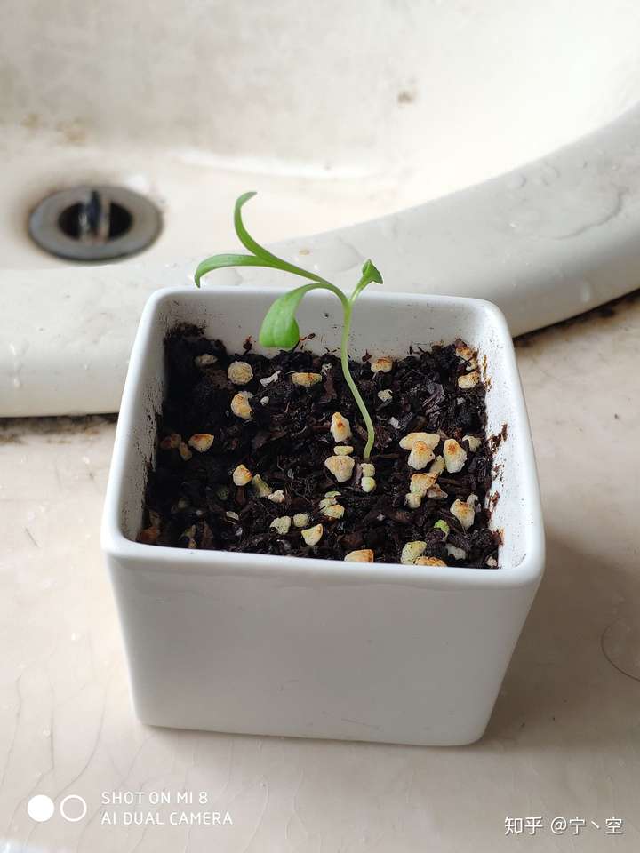 罂粟发芽过程图 幼苗图片