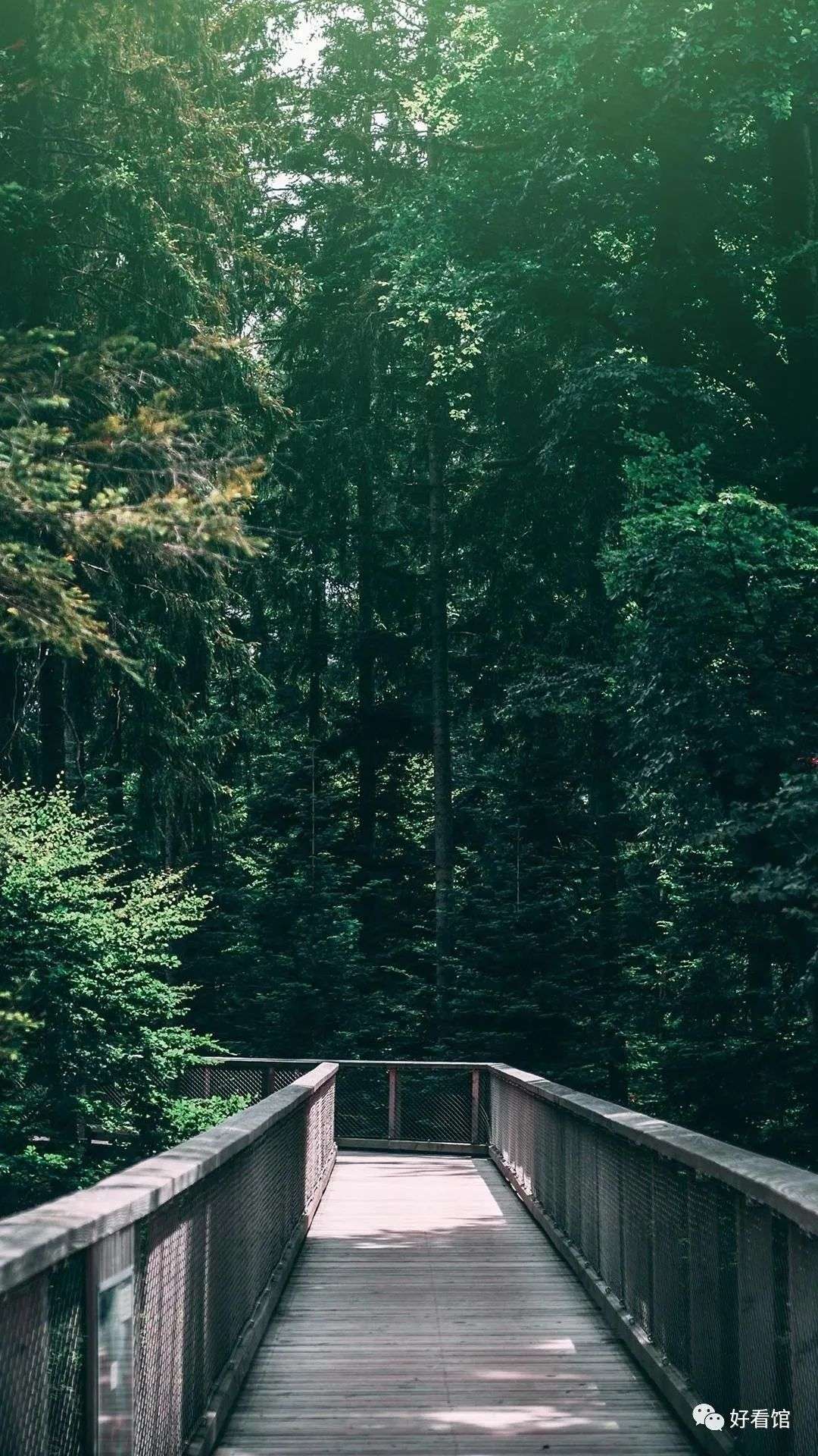 大自然绿色森林护眼风景壁纸 风景图片大全大自然壁纸 知乎