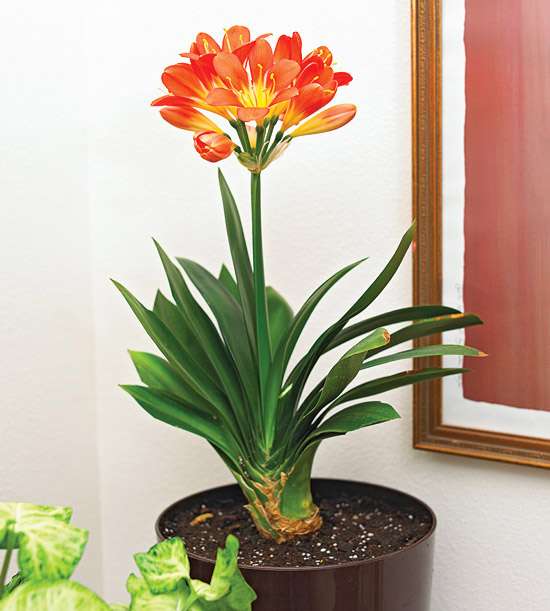 19种室内开花的植物 点缀在家中 给生活添姿彩 知乎