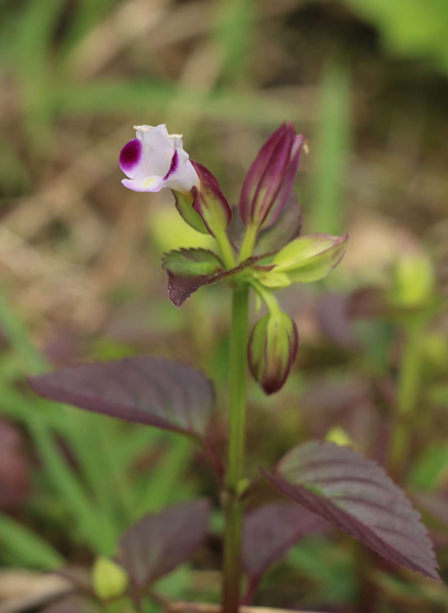 自然 足迹 吴越古道秋季篇 下 知乎