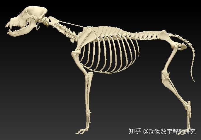 犬骨骼三维模型 知乎