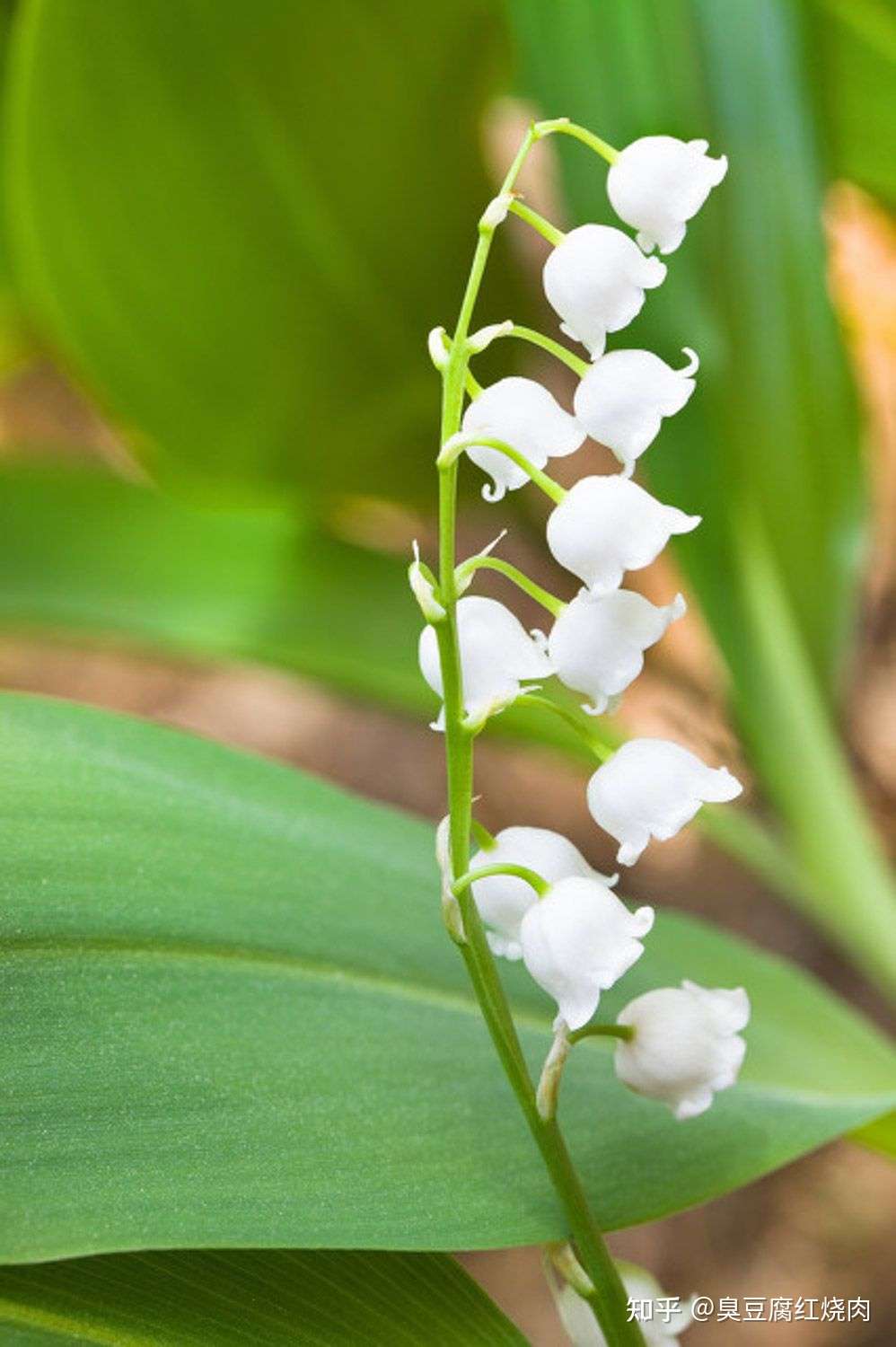 优美植物第三集幸福的象征铃兰 知乎