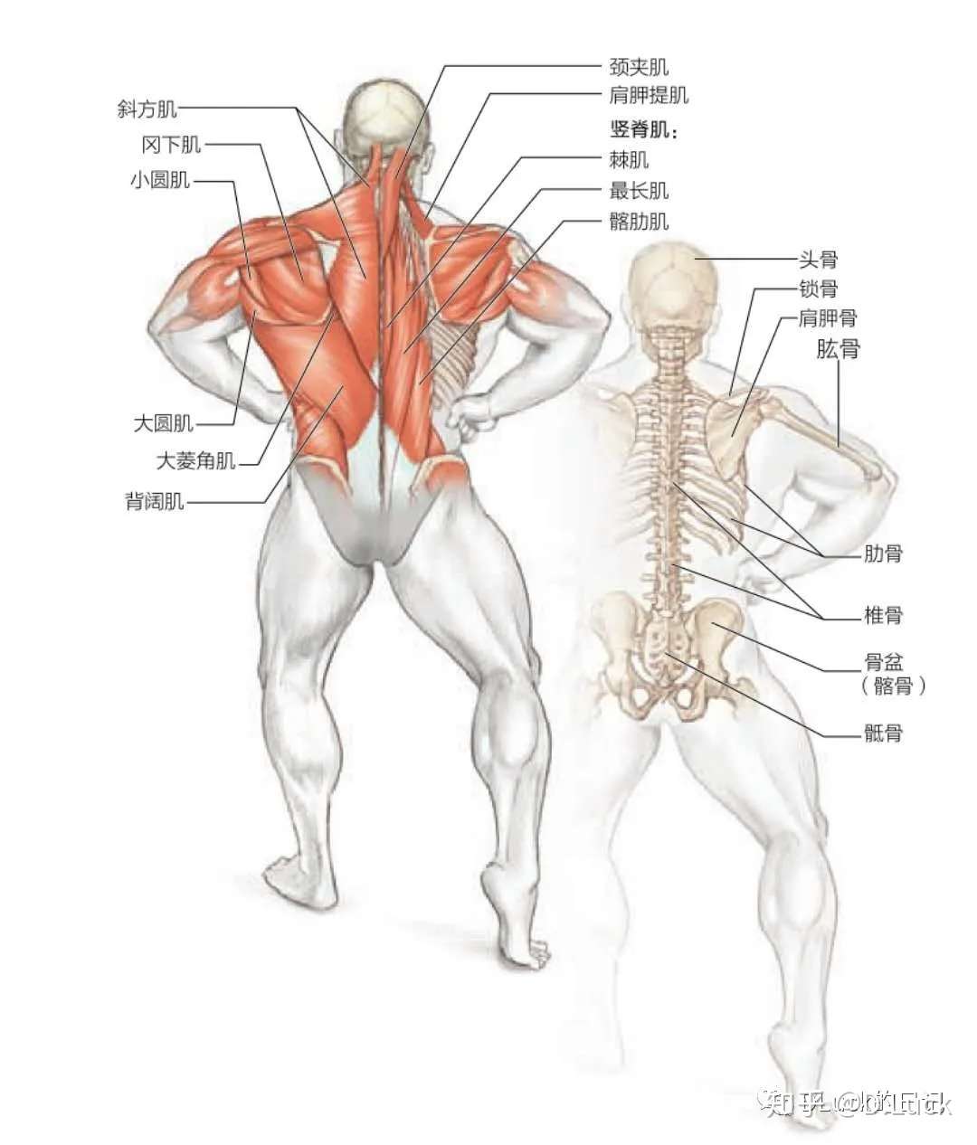 运动人体解剖学之背部 知乎