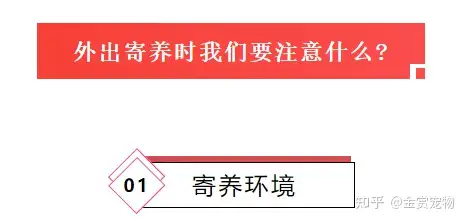 宠物寄养都要注意什么呢？文末福利-”