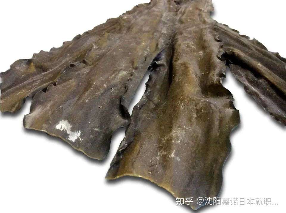 好吃的料理往往只需简单的食材 昆布 知乎