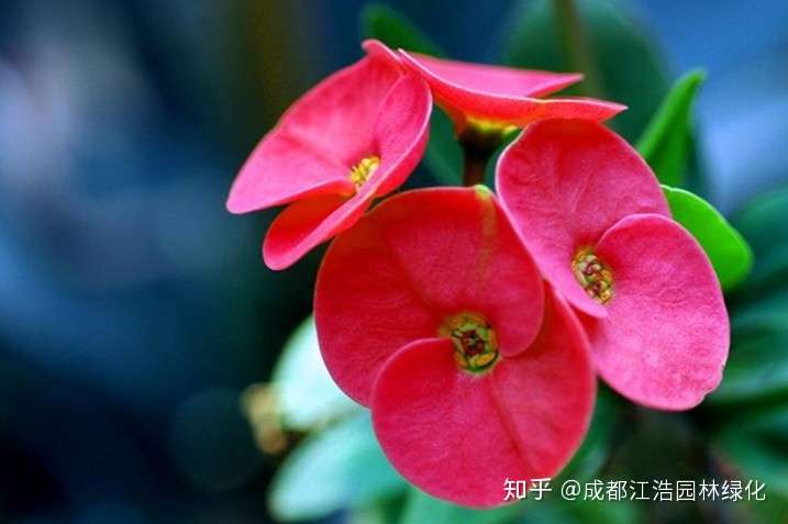 成都花卉租赁虎刺梅该怎么养殖 有哪些要注意的 知乎