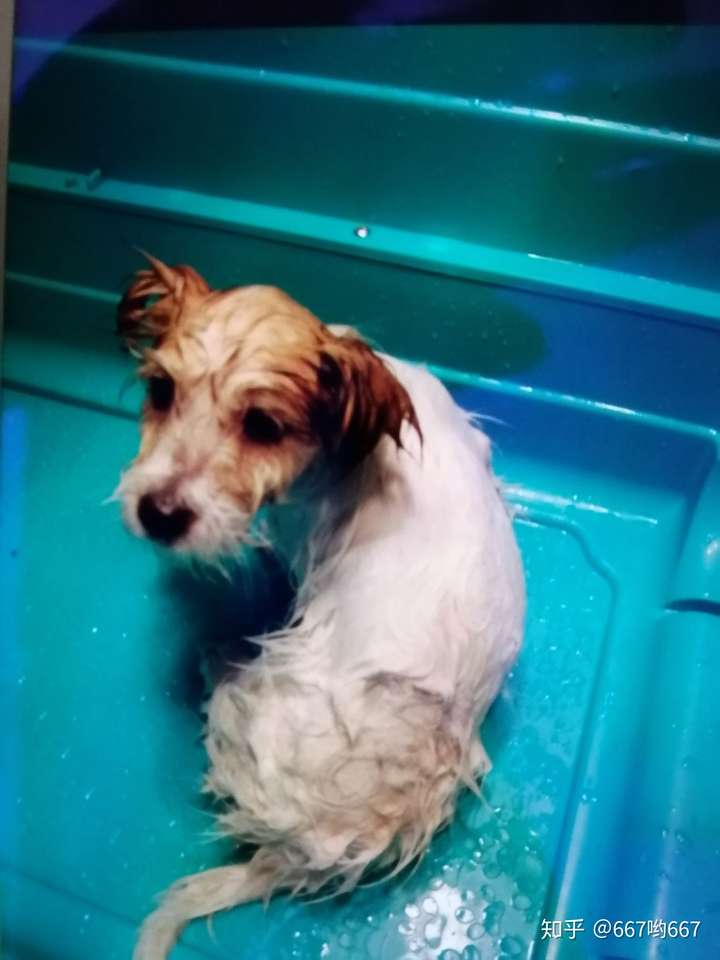 你给狗拍过最可爱的照片是什么?